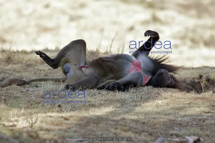 : Gelada Baboon - lying on back - male : Gelada Baboon - lying on back - male