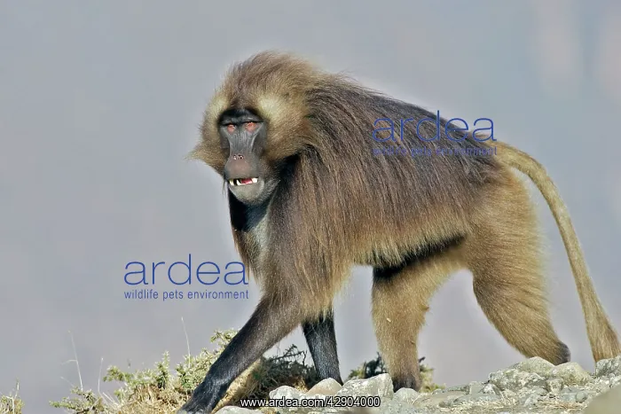: Gelada Baboon - male : Gelada Baboon - male