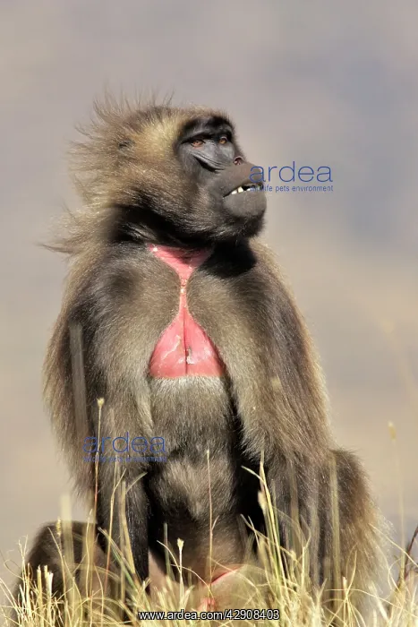 : Gelada Baboon - male : Gelada Baboon - male