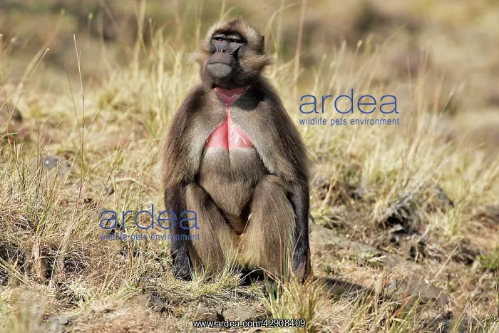 : Gelada Baboon - male : Gelada Baboon - male