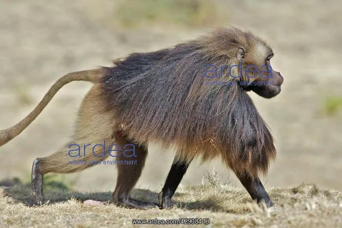 : Gelada Baboon - male : Gelada Baboon - male