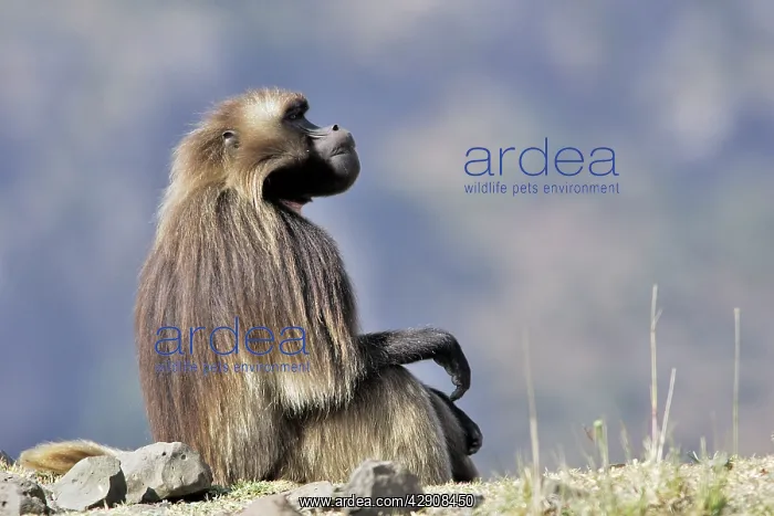 : Gelada Baboon - male : Gelada Baboon - male