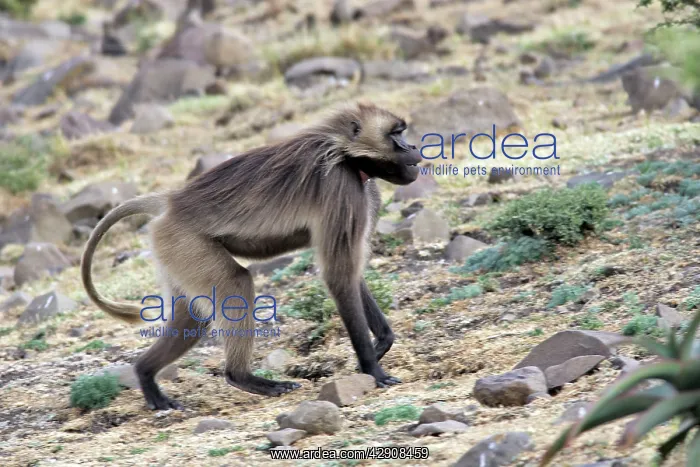 : Gelada Baboon - male : Gelada Baboon - male
