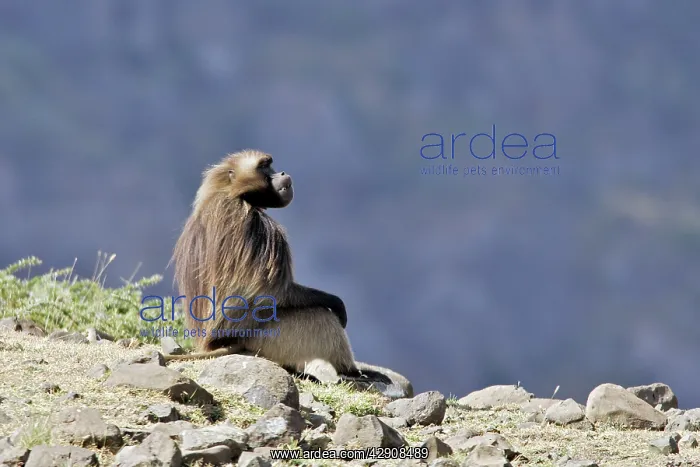  : Gelada Baboon - male