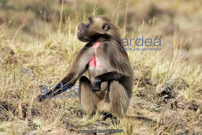 : Gelada Baboon - male : Gelada Baboon - male
