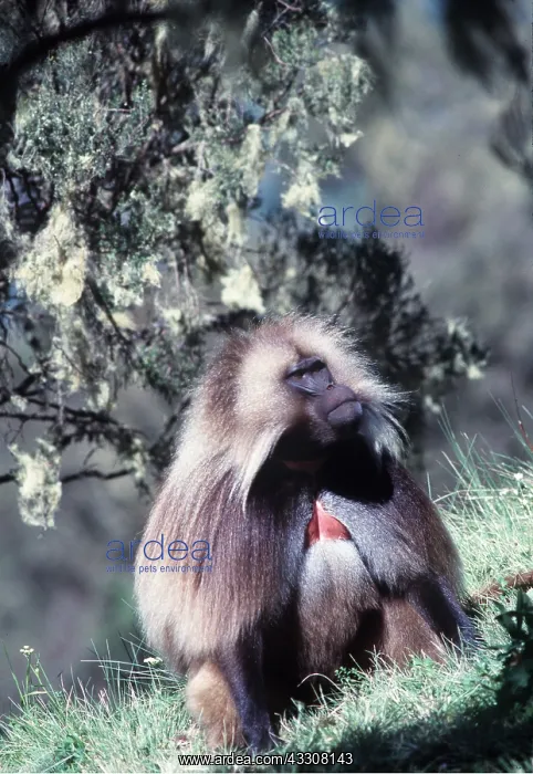 : GELADA BABOON - male : GELADA BABOON - male