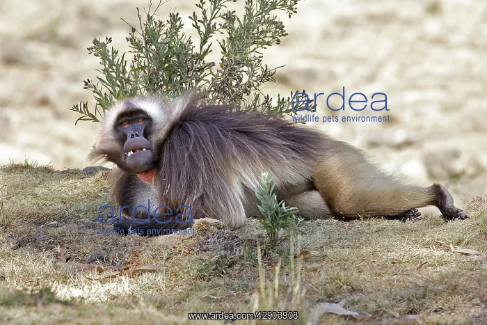 : Gelada Baboon - male lying on ground : Gelada Baboon - male lying on ground
