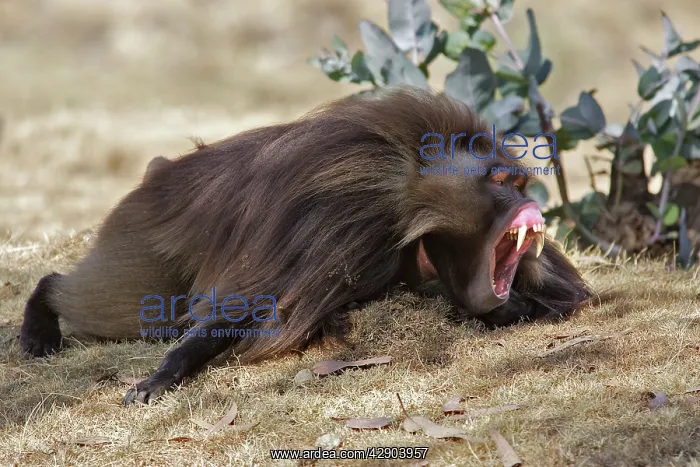 : Gelada Baboon - male lying on ground yawning : Gelada Baboon - male lying on ground yawning