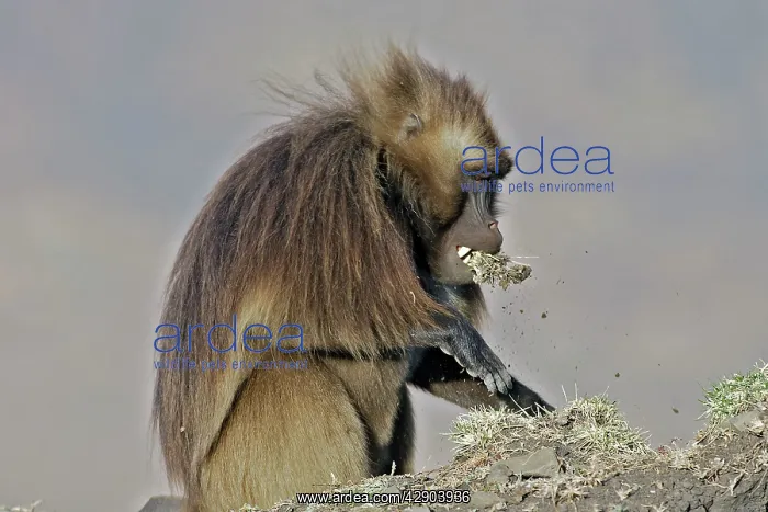 : Gelada Baboon - male pulling up grass with mouth : Gelada Baboon - male pulling up grass with mouth