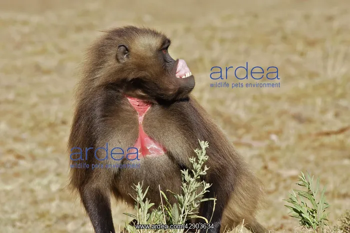 : Gelada Baboon - male showing gums, lip-flip - an : Gelada Baboon - male showing gums, lip-flip - an