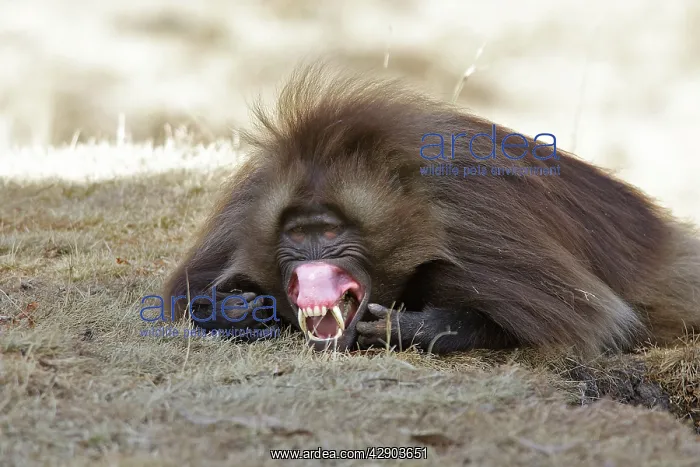 : Gelada Baboon - male showing gums & teeth : Gelada Baboon - male showing gums & teeth