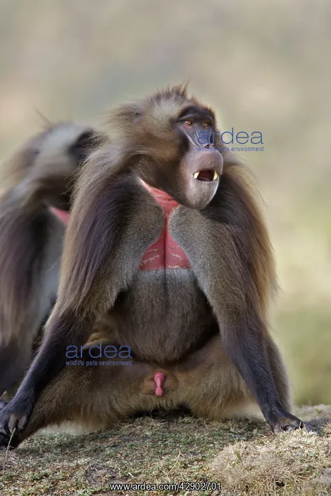 : Gelada Baboon - male sitting : Gelada Baboon - male sitting