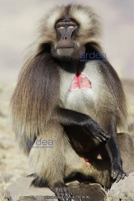 : Gelada Baboon - male sitting : Gelada Baboon - male sitting