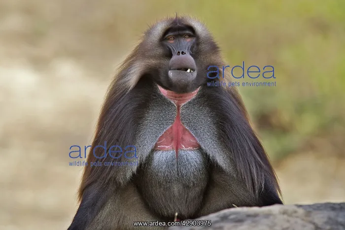 : Gelada Baboon - male sitting : Gelada Baboon - male sitting