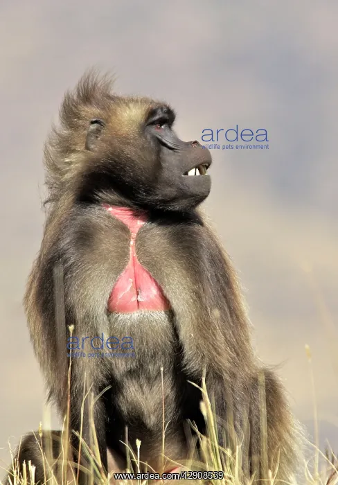 : Gelada Baboon - male sitting : Gelada Baboon - male sitting
