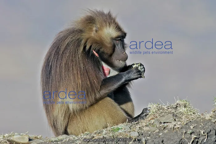 : Gelada Baboon - male sitting & eating : Gelada Baboon - male sitting & eating