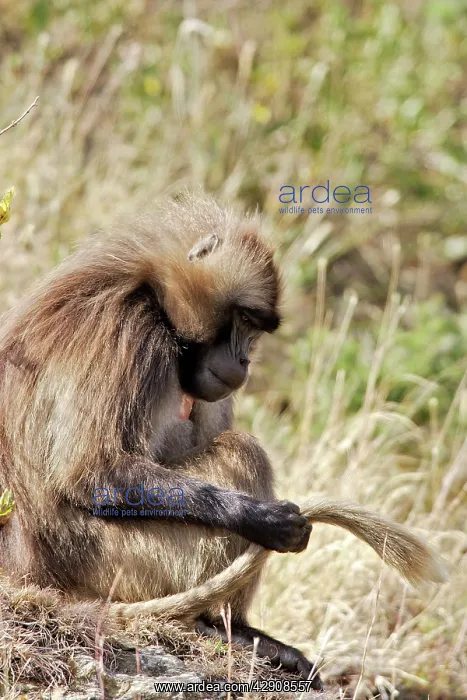 : Gelada Baboon - male sitting, examining tail : Gelada Baboon - male sitting, examining tail