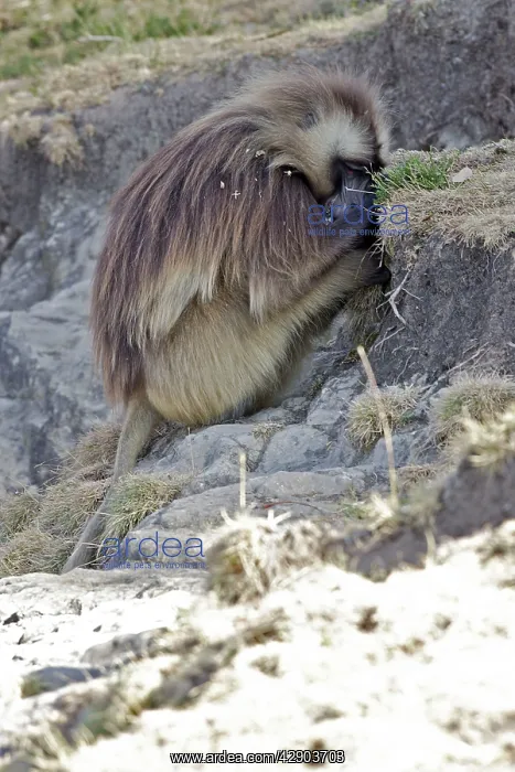 : Gelada Baboon - male sitting, resting in shade : Gelada Baboon - male sitting, resting in shade