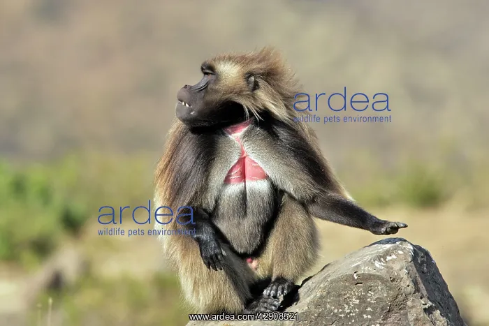 : Gelada Baboon - male sitting on rock : Gelada Baboon - male sitting on rock