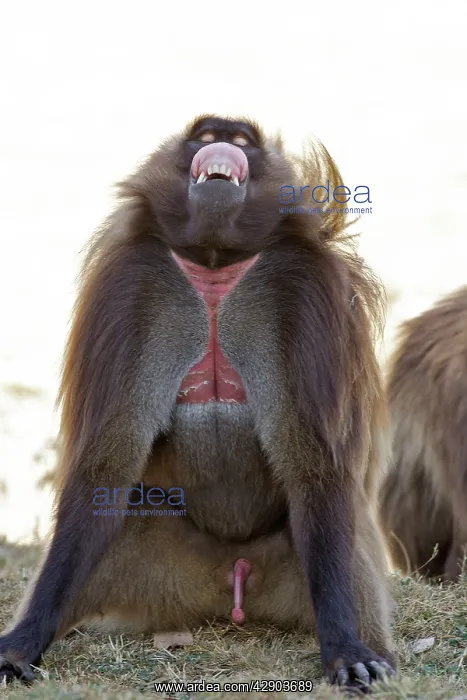 : Gelada Baboon - male sitting & showing gums, lip-flip : Gelada Baboon - male sitting & showing gums, lip-flip