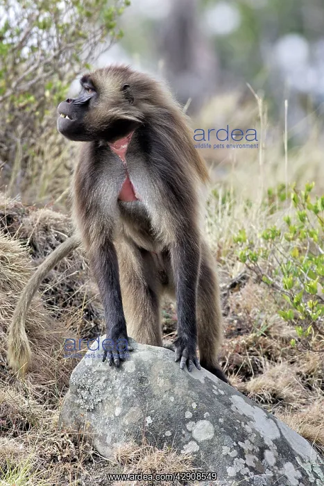 : Gelada Baboon - male standing on rock : Gelada Baboon - male standing on rock