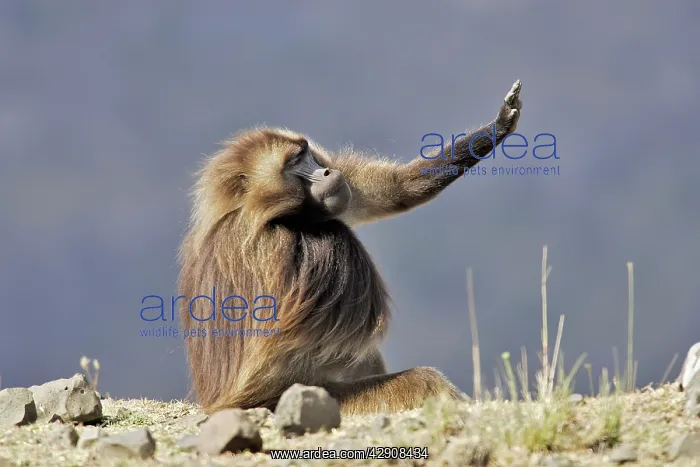 : Gelada Baboon - male, stretching out arm : Gelada Baboon - male, stretching out arm