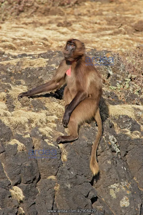 : Gelada Baboon - male, young : Gelada Baboon - male, young