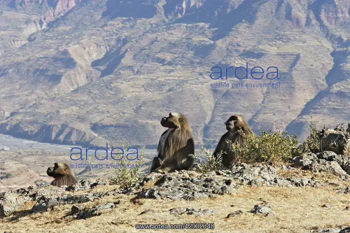 : Gelada Baboon - males : Gelada Baboon - males