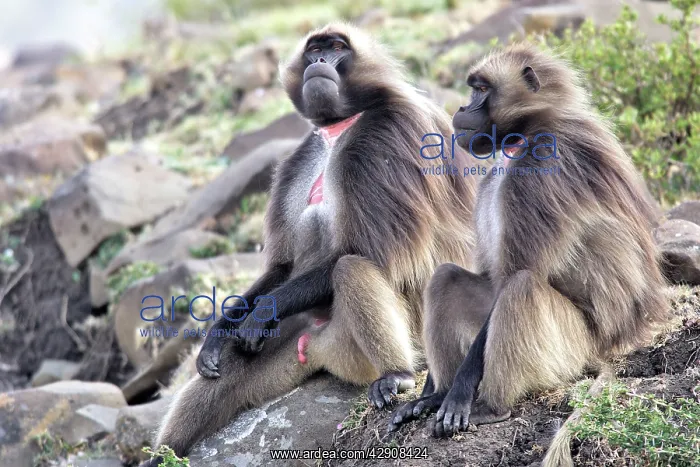 : Gelada Baboon - males : Gelada Baboon - males