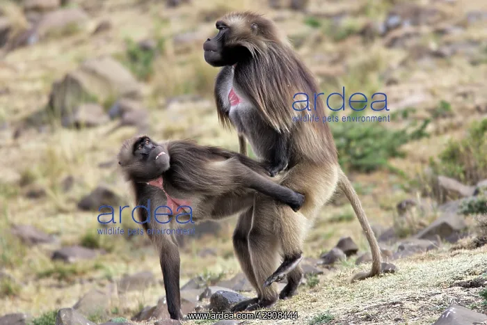 : Gelada Baboon - pair mating : Gelada Baboon - pair mating