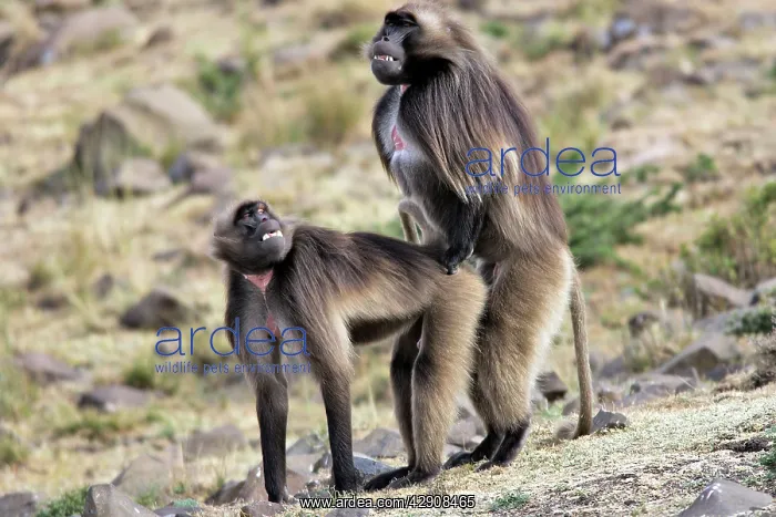 : Gelada Baboon - pair mating : Gelada Baboon - pair mating
