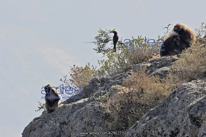 : Gelada Baboon - three resting on rocks : Gelada Baboon - three resting on rocks