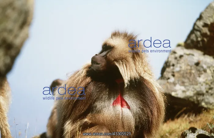  : Gelada Baboon - on rocks