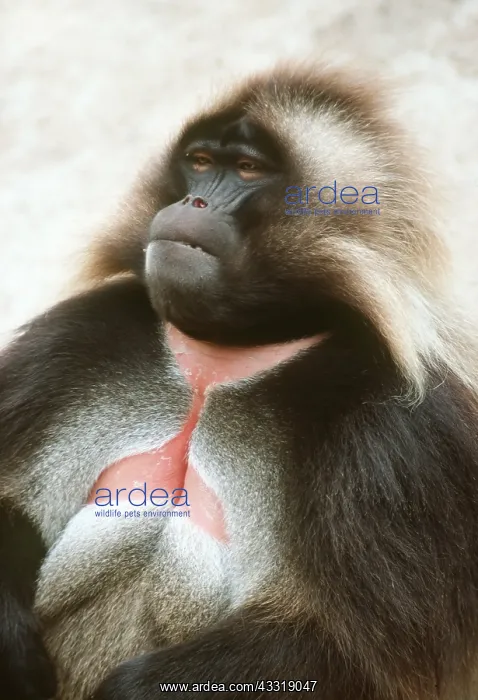 : GELADA BABOON - showing chest markings : GELADA BABOON - showing chest markings