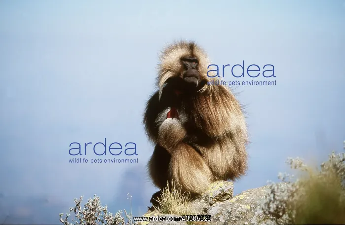  : GELADA BABOON - sitting on a rock