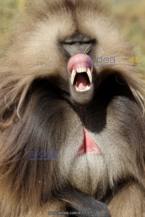 : Gelada baboon (Theropithecus gelada) dominant male : Gelada baboon (Theropithecus gelada) dominant male
