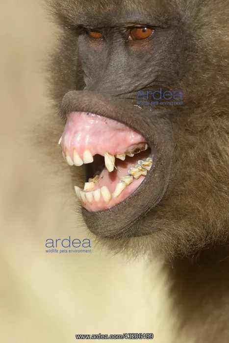 : Gelada baboon (Theropithecus gelada) female showing : Gelada baboon (Theropithecus gelada) female showing