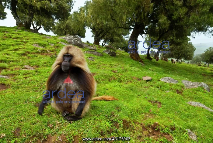 : Gelada baboon (Theropithecus gelada) male, Simien : Gelada baboon (Theropithecus gelada) male, Simien
