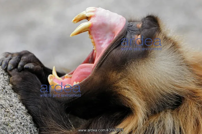 : Gelada Baboon (Theropithecus gelada) with its mouth : Gelada Baboon (Theropithecus gelada) with its mouth
