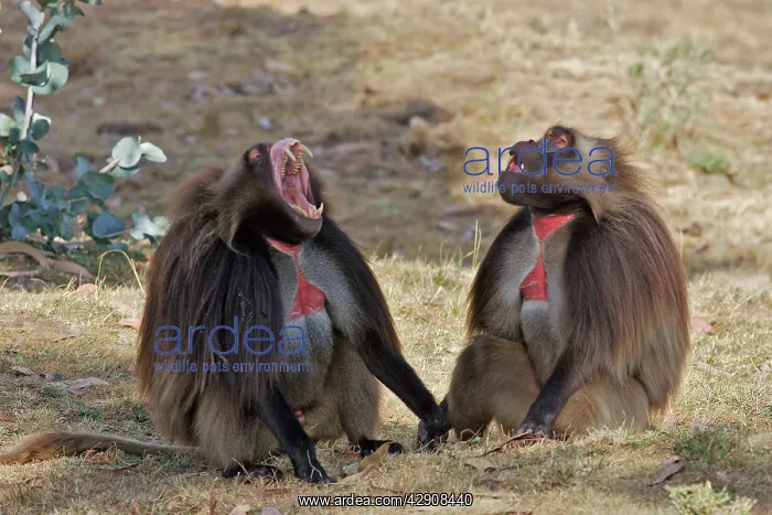 : Gelada Baboon - two, males : Gelada Baboon - two, males