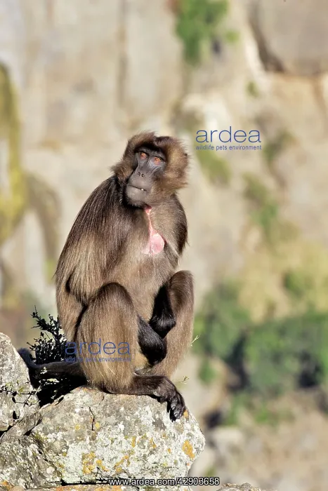 : Gelada Baboon - young male : Gelada Baboon - young male