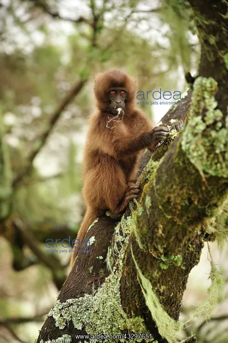 : Gelada / Gelada Baboon - baby - eating lichen Simien : Gelada / Gelada Baboon - baby - eating lichen Simien