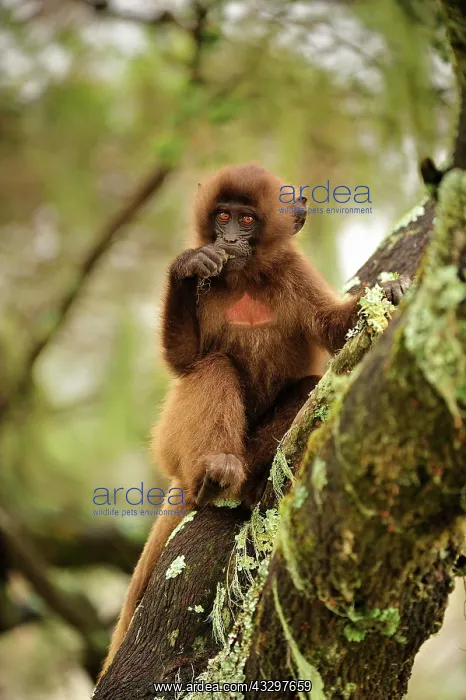 : Gelada / Gelada Baboon - baby - eating lichen Simien : Gelada / Gelada Baboon - baby - eating lichen Simien