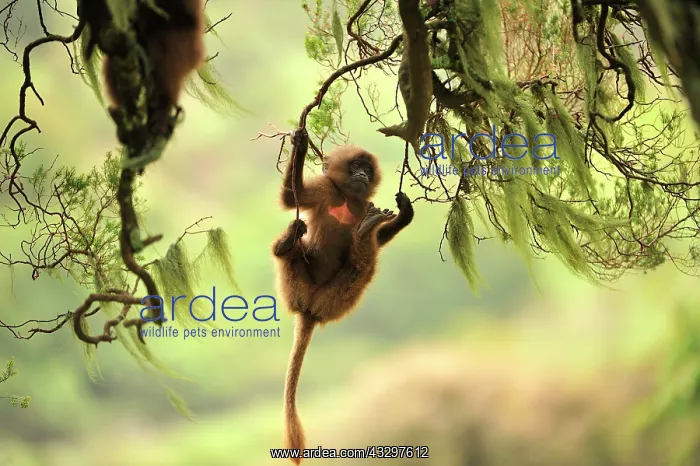 : Gelada / Gelada Baboon - baby playing Simien Mountains : Gelada / Gelada Baboon - baby playing Simien Mountains
