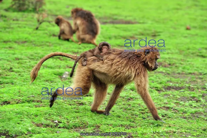 : Gelada / Gelada Baboon - with baby Simien Mountains : Gelada / Gelada Baboon - with baby Simien Mountains