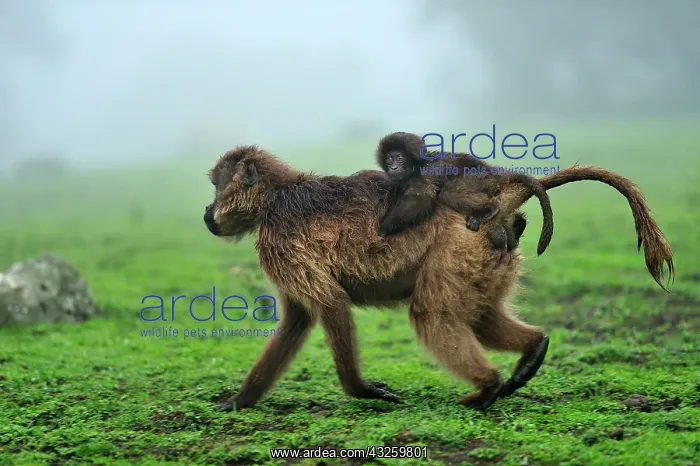 : Gelada / Gelada Baboon - with baby Simien Mountains : Gelada / Gelada Baboon - with baby Simien Mountains