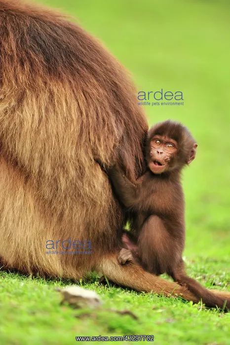 : Gelada / Gelada Baboon - with baby Simien Mountains : Gelada / Gelada Baboon - with baby Simien Mountains
