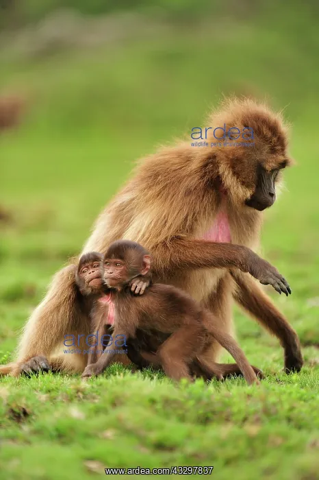 : Gelada / Gelada Baboon - with baby Simien Mountains : Gelada / Gelada Baboon - with baby Simien Mountains