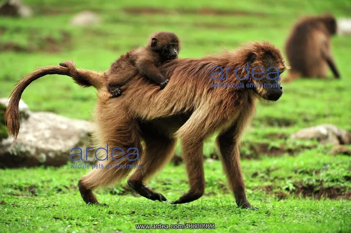 : Gelada / Gelada Baboon - with baby Simien Mountains : Gelada / Gelada Baboon - with baby Simien Mountains