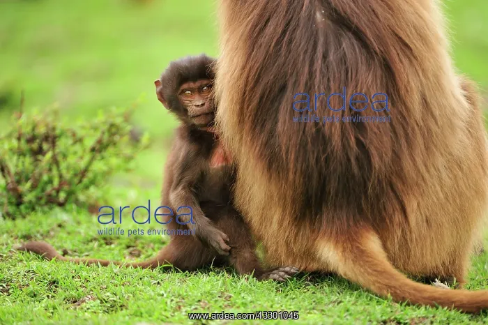 : Gelada / Gelada Baboon - with baby Simien Mountains : Gelada / Gelada Baboon - with baby Simien Mountains